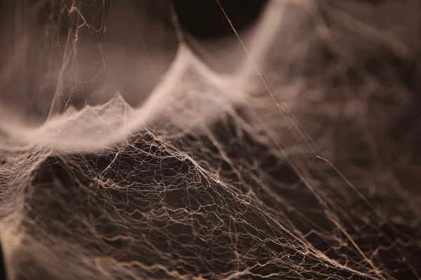 Korkunç Örümcek Ağı Dokusu