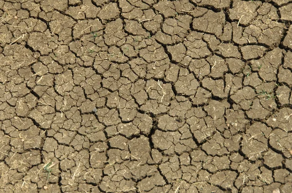 Dry Land Texture