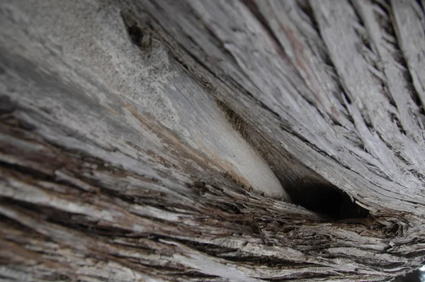 Struttura dell'albero Macro shot — Foto Stock