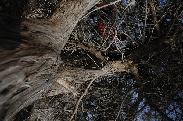 Estructura del árbol Macro shot — Foto de Stock