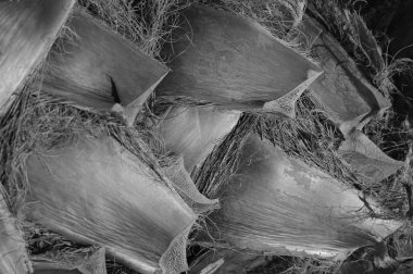 Ağaç doku makro çekim