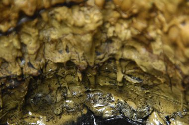 Ağaç doku makro çekim