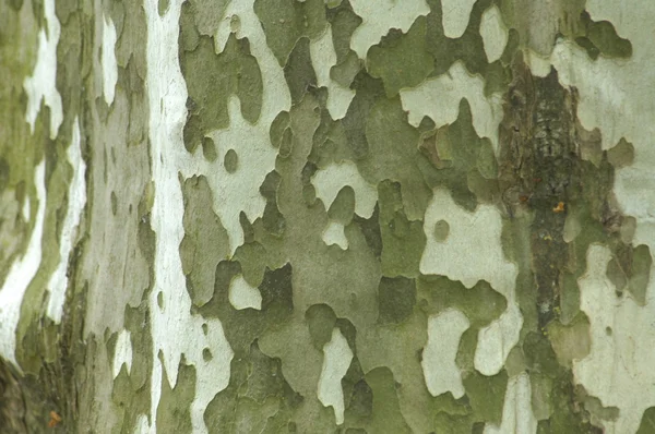 Strom textury makro snímek — Stock fotografie
