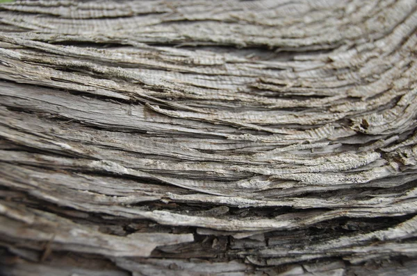Макроснимок Tree Texture — стоковое фото