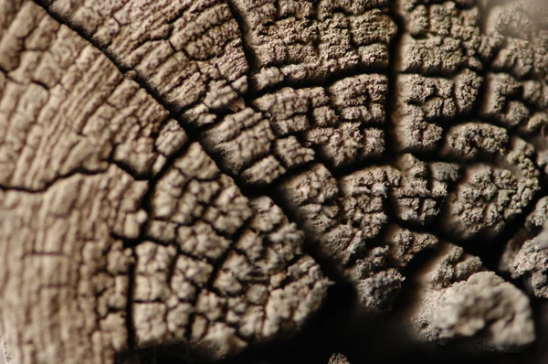 Tree textur makro skott — Stockfoto