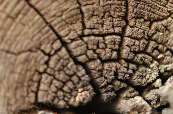 Textura seca del árbol — Foto de Stock