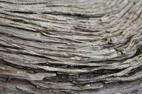 Textura de árvore seca — Fotografia de Stock