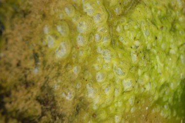 Arka plan makro çekim