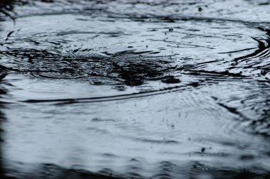 Ağaç doku makro çekim