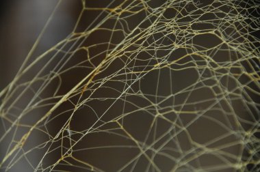 Arka plan makro çekim