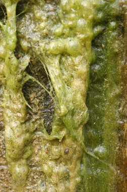 Arka plan makro çekim