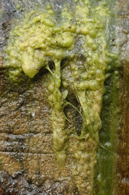 Ağaç doku makro çekim