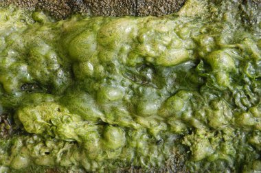 Eski bina duvar doku