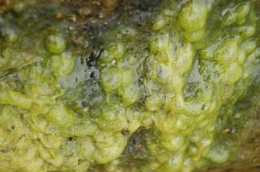 Eski bina duvar doku