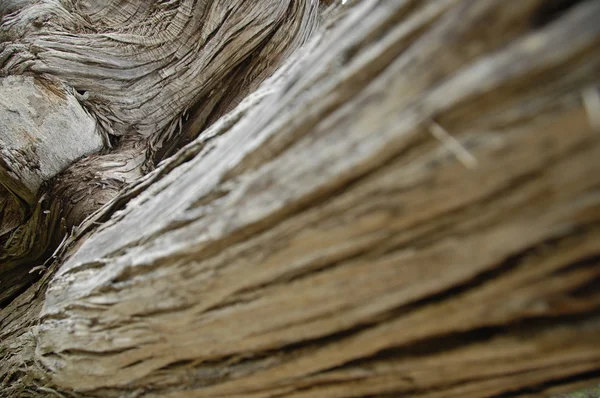 Textura seca del árbol — Foto de Stock