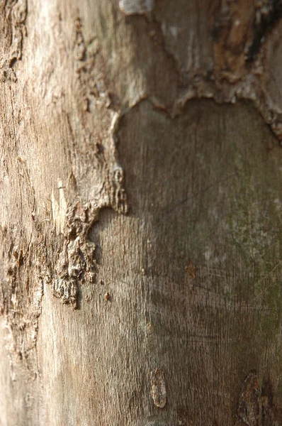 Suchý strom textura — Stock fotografie