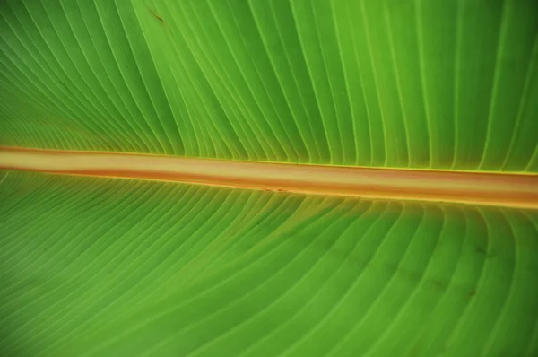 Fundo Abstrato Macro Shot — Fotografia de Stock