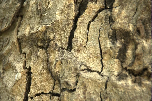 Textura em árvore Macro shot — Fotografia de Stock