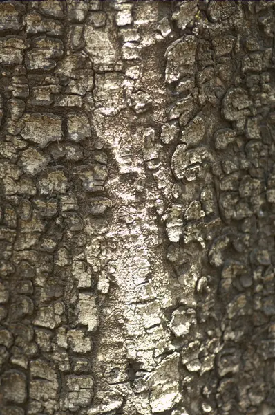 Zdjęcia makro struktury drzewa — Zdjęcie stockowe