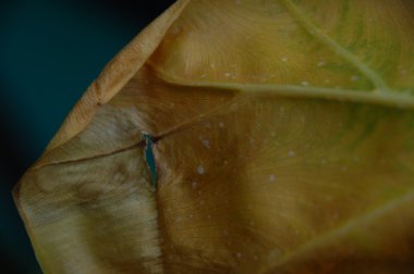 Yaprağın mikro görüntüsü