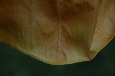 Yaprağın mikro görüntüsü