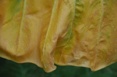 Yaprağın mikro görüntüsü