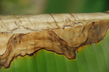 Yaprağın mikro görüntüsü