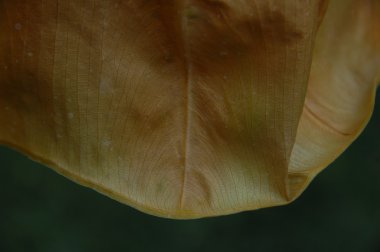 Yaprağın mikro görüntüsü