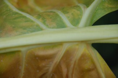 Yaprağın mikro görüntüsü