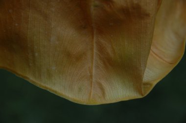 Yaprağın mikro görüntüsü