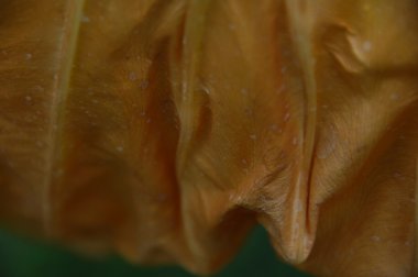 Yaprağın mikro görüntüsü