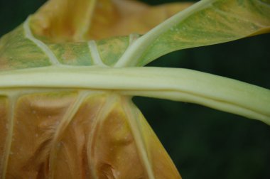 Yaprağın mikro görüntüsü