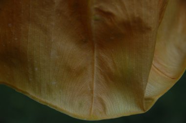 soyut doku arka plan