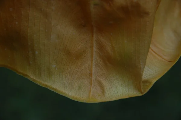 葉のマイクロショット — ストック写真