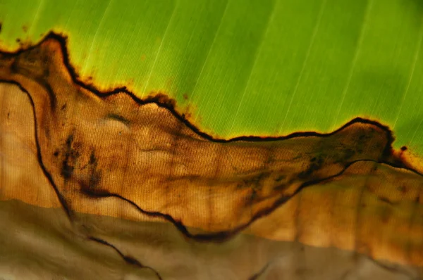 Micro shot da Folha — Fotografia de Stock