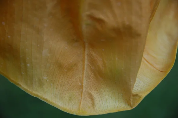 Micro shot of the Leaf — Stock Photo, Image