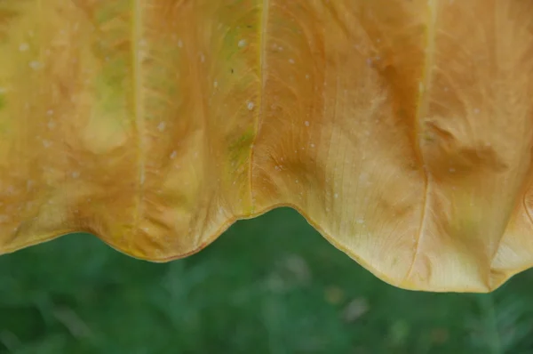 Mikroaufnahme des Blattes — Stockfoto