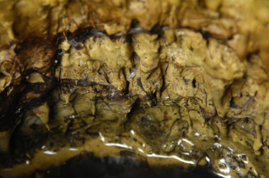 Ağaç doku makro çekim