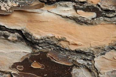 Ağaç doku makro çekim