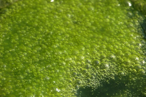 Farbe im Wasser — Stockfoto