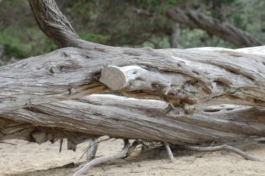 Eski ahşap doku yakın çekim