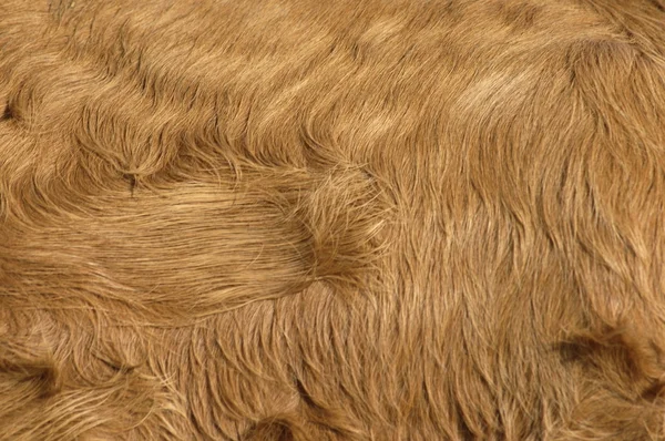 Abstract Animal fur background — Stock Photo, Image