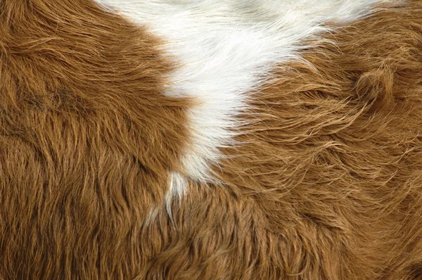 Resumen Fondo de piel animal —  Fotos de Stock