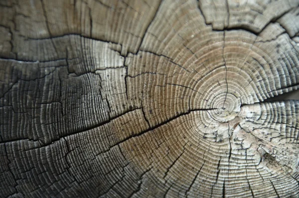 Textura de madera vieja primer plano — Foto de Stock