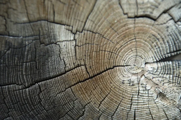 Textura de madera vieja primer plano — Foto de Stock