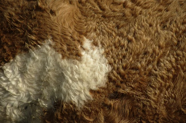 抽象动物毛皮背景 — 图库照片