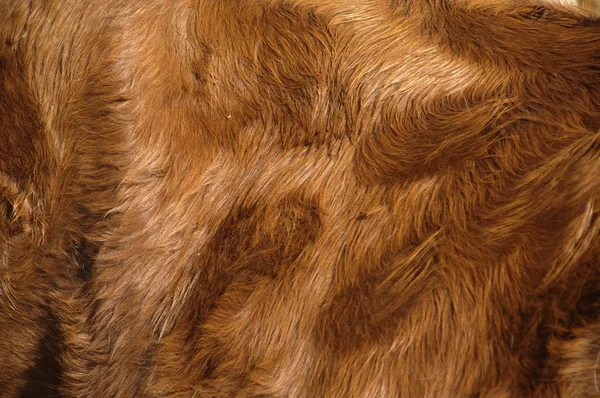 動物の毛皮を抽象的な背景 — ストック写真