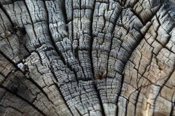 Gammal trä struktur närbild — Stockfoto