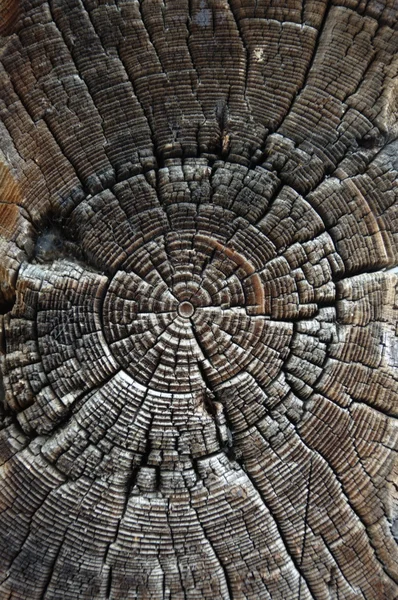 Textura de madera vieja primer plano — Foto de Stock