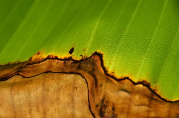 Textura abstrata fundo — Fotografia de Stock